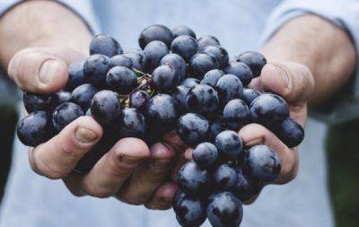 Спецусловия не нужны: как дома хранить виноград - hochu.ua