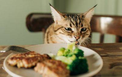 "Голодные" игры: Как отучить кота хозяйничать на столе и воровать еду - hochu.ua