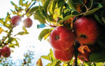 Сделайте это осенью: как повысить зимостойкость плодовых деревьев в саду - hochu.ua