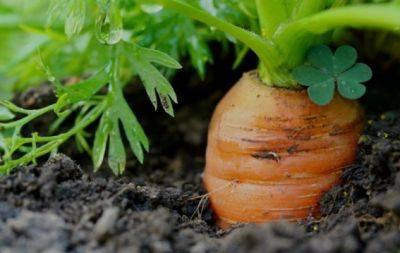 Хитрый способ посева моркови на зиму: что добавить в грядку - hochu.ua