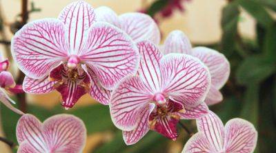 Как выращивать и ухаживать за орхидеями? - blog.karpachoff.com