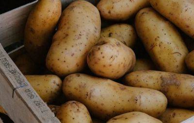 Спасти подмерзший картофель: агрономы подсказали единственный работающий способ - hochu.ua