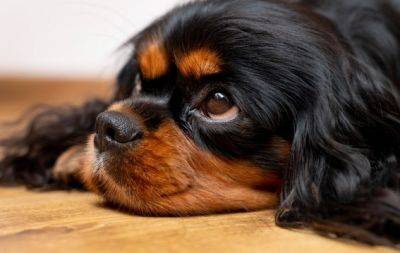 Стрессует и боится: как научить свою собаку чувствовать себя в безопасности - hochu.ua - Украина