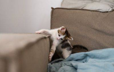 Как отвадить кота от дивана и обоев: что нужно сделать, чтобы кот перестал точить о них когти? - hochu.ua