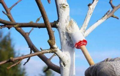 Советы опытных садоводов: на какую высоту на самом деле следует белить деревья - hochu.ua