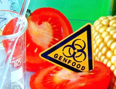 Вредны ли генетически модифицированные продукты питания - thefoodandhealth.com - Германия