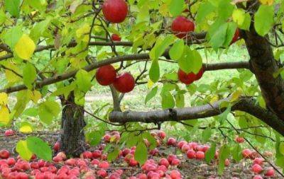 Что дать плодовым деревьям осенью: два вида удобрений - hochu.ua