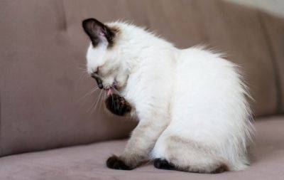 Чем опасна скука у кошек: почему животное безостановочно вылизывается и какие могут быть последствия - hochu.ua - Сша
