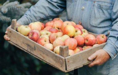 Мало кто знает об этих способах: как сохранить яблоки свежими до самой весны - hochu.ua