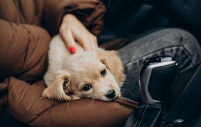 Путешествие без сюрпризов: как избежать укачивания собаки в машине - hochu.ua
