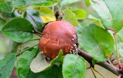 Яблоки гниют прямо на дереве: как спасти яблоню - hochu.ua