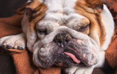 Хороший сон – здоровый пес: кинологиня дала советы, как существенно улучшить сон у собаки - hochu.ua - Россия