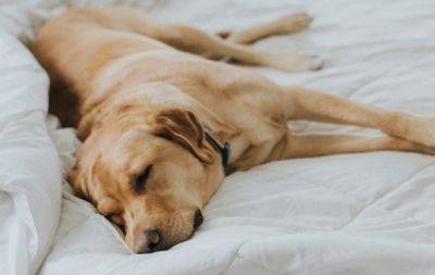 Почему пес бежит во сне: три вопроса к кинологине о том, как спят собаки - hochu.ua - Россия