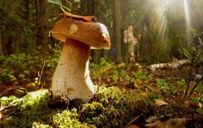 Вперед - по грибы! Что взять с собой и как правильно себя вести в лесу - hochu.ua - Отдых