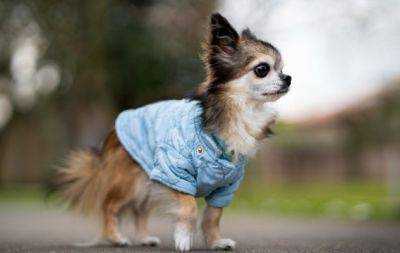 Одежда для собак - прихоть или необходимость? Ветеринары дали четкий ответ - hochu.ua