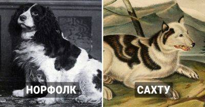 14 вымерших пород собак, которые были потеряны для человечества навсегда - twizz.ru