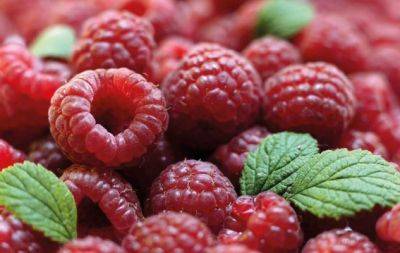 Простое осеннее удобрение заменит для ягод 100 разных подкормок - hochu.ua