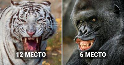 14 животных с самыми сильными челюстями в мире, которые являются настоящими чемпионами по укусу - twizz.ru