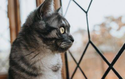 От несчастья до катастроф: как коты знают, когда ждать беды - hochu.ua
