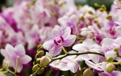 Не делайте это с орхидеей зимой: основы ухода в холодное время - hochu.ua