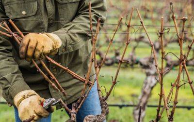 Как обрезать виноград в ноябре: советы опытных дачников - hochu.ua
