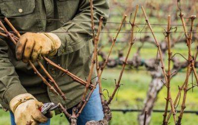 Немногие знают: когда и как правильно обрезать виноград, чтобы получить щедрый урожай - hochu.ua - Виноград