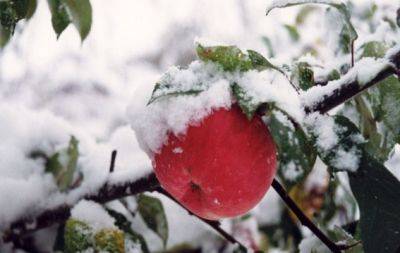 Простая процедура спасет яблони от холода зимой: проверенный метод - hochu.ua