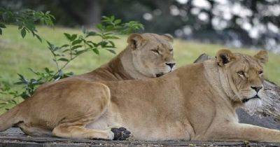 Она спасла двух львят, потом отдала их в зоопарк. - leprechaun.land - Швейцария - Англия - Словакия