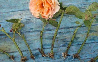 Советы, которые помогут вырастить розу из веточки: черенкование от А до Я - hochu.ua