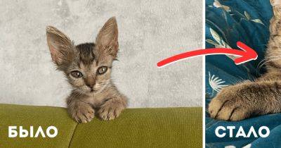 17 примеров того, как маленькие котята превращаются в больших кошачьих боссов - twizz.ru - Вашингтон