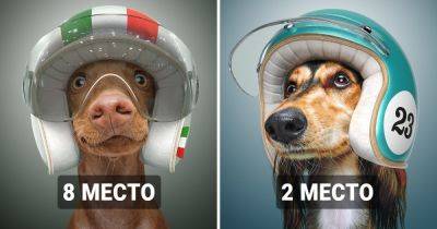 13 самых быстрых пород собак в мире на стильных портретах от фотографа из Лондона - twizz.ru - Лондон