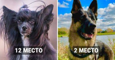 17 пород собак, которые являются самыми агрессивными по мнению учёных - twizz.ru