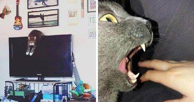 В этом Инстаграме публикуют фото виноватых котов и исповеди от их же лица. Но им всё равно не стыдно - leprechaun.land