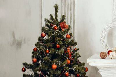 Как выбрать лучшую новогоднюю елку: это нужно знать - korisno.24tv.ua