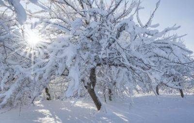 Деревья в зоне риска: как спасти сад от "липкого снега" - hochu.ua