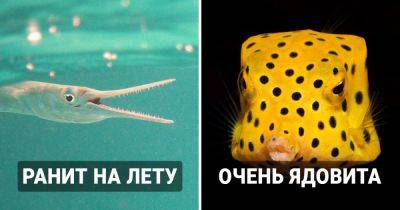 13 самых опасных видов рыб, которые являются настоящими злодеями подводного мира - twizz.ru