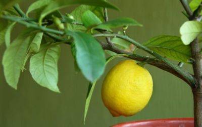 Дерево из косточки: как вырастить лимон в горшке на подоконнике - hochu.ua