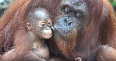 Семья орангутангов покорила Интернет. Вы влюбитесь в них с первого взгляда! - leprechaun.land