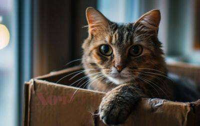 6 причин, по которым коты так любят коробки: секрет раскрыт! - hochu.ua