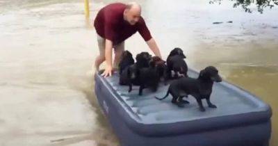 Вместо того, чтоб спасать своё добро от наводнения, он забрал соседских щенков - leprechaun.land - Сша