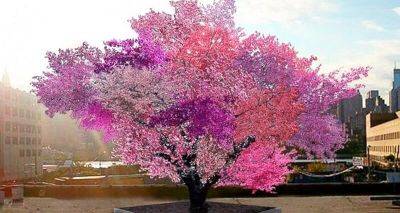 Фантастическое дерево-гибрид, на котором растет 40 видов фруктов! - leprechaun.land - Сша - штат Нью-Йорк