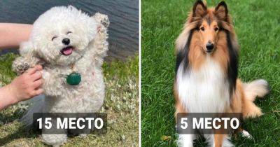 16 пород собак, которые являются самыми добродушными по мнению учёных - twizz.ru - Италия