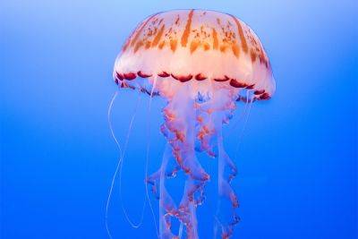 Уксус и горячая вода: что делать, если тебя ужалила медуза - vikna.tv - Отдых