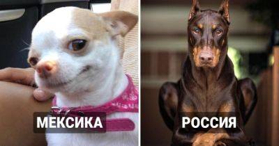 В сети провели исследование и выяснили, какая порода собак самая популярная в каждой стране мира - twizz.ru - Россия - Молдавия - Австралия - Аргентина - Япония - Корея - Украина - Англия - Турция - Чехия - Польша - Мексика - Эстония - Литва - Армения - Болгария - Белоруссия - Сингапур - Гонконг - Голландия