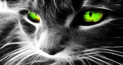 Кот – защищает вас и ваш дом от призраков и отвратительных духов! - leprechaun.land