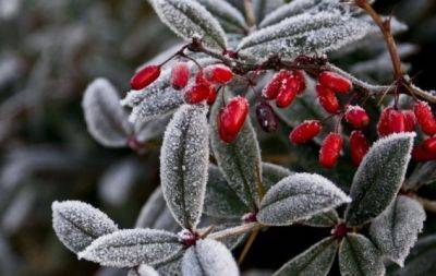 Топ-5 не замерзших растений: лучшее решение для зимы - hochu.ua
