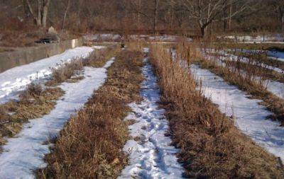 Настоящее сокровище: советы опытных дачников, которые помогут задержать снег на огороде - hochu.ua - Украина