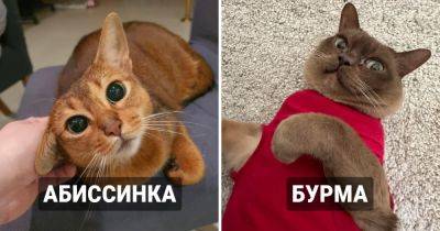 9 пород кошек, которые, согласно мнению экспертов, являются самыми умными - twizz.ru - Сша - Хельсинки - Эфиопия - Бирма