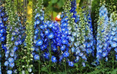Цветы, которые можно посадить осенью: любимые растения опытных дачников - hochu.ua