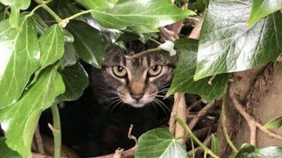 Кошка с котятами поселилась в птичьем гнезде на дереве и умилила Сеть (ФОТО) - clutch.net.ua - Англия